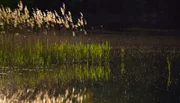 Heimliche Schönheit: Die Lausitzer Teichlandschaft ist vielen kein Begriff. Dabei bietet die Region mehr als viele vermuten.