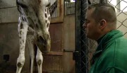 Tierpfleger Thomas Guenther versucht die Giraffenmama abzulenken.