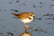Jedes Jahr nisten viele Vögel wie der Sandregenpfeifer an den Stränden von Wales.
