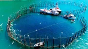 In der Bay of Fundy sind Fischwehre mit Holzpfosten im Meeresboden seit Jahrhunderten die traditionelle und ertragreichste Methode, Fisch zu fangen.
