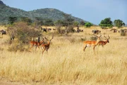 Impala antelopes in the national park Masai Mara at sunset, Kenya. Warm evening light
