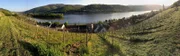 Der Rhein bei Lorch - mit Blick über Rebstöcke des Weinguts Mohr.