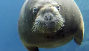 Der Neue Star bei Hagenbeck: Walross Nesseyka.