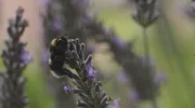 Hummeln sind Wildbienen und werden von Insektenforschern gern für Intelligenztests herangezogen. Hummeln sind Wildbienen und werden von Insektenforschern gern für Intelligenztests herangezogen.