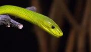 ARD/NDR LEOPARD, SEEBÄR & CO., FOLGE 131, am Donnerstag (18.04.13) um 16:10 Uhr im ERSTEN. Die Grune Mamba im Giftschlangendorf.