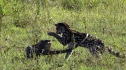 Der Grüne Leguan erteilt dem neugierigen Margay eine schmerzhafte Lektion.