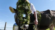 Im Herbst werden die festliche geschmückten Rinder von der Alm ins Tal getrieben.