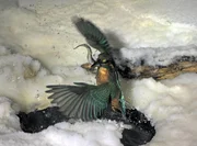 Auch bei winterlichen Temperaturen müssen Eisvögel nach Nahrung fischen.