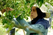 Dhoha Makhlouf bei der Orangenblütenernte.