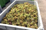 Trotz großer Schäden nach einem Unwetter war die Weinlese für den Winzer Kaufmann erfolgreich.