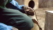 ARD/NDR LEOPARD, SEEBÄR & CO., FOLGE 133, am Montag (22.04.13) um 16:10 Uhr im ERSTEN. Streicheleinheiten für Pinguin Delli von Tierpfleger Dave Nelde.