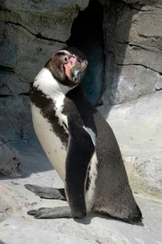 Humboldtpinguin, geordnetes Anstellen für den Fisch.