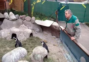 Revierleiter Gerhard Popp hat seine Pinguingruppe immer im Blick. Die Eigenheiten seiner Tiere kennt er ganz genau. Revierleiter Gerhard Popp hat seine Pinguingruppe immer im Blick. Die Eigenheiten seiner Tiere kennt er ganz genau.