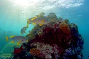 Das Great Barrier Reef ist das größte Meeresökosystem der Welt und Heimat von rund 600 Korallenarten.