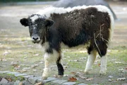 Yak-Jungtier im Zoo Berlin.