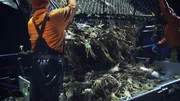 Die F/V Saga holt einen großen Topf mit Krabben heraus und wirft sie auf den Tisch.