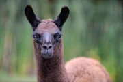 Das Lama-Junges Dark Angel im Tierpark Berlin.