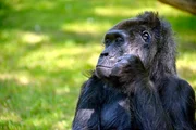 Gorilla-Dame Fatou im Zoo Berlin.