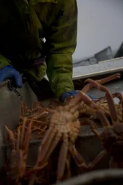 The Saga crew sorts freshly caught Opilio.
