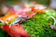 Eine Zierschildkröte, Algonquin Provincial Park, Kanada. Dieses Exemplar ist erst vor kurzem geschlüpft und hat die Größe einer Walnuss. Da sie im frühen Herbst geschlüpft ist, muss sie durch einen üppigen Laubwald wandern, um in Sicherheit zu gelangen. Zierschildkröten orientieren sich am Horizont, aber im Wald kann es schwierig sein, sie zu entdecken.