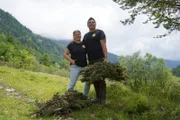 Theresa und Leonhard Dagn mit ihrer Latschen-Ausbeute für ihre Latschenbrennerei im Kaiserbachtal am Wilden Kaiser, während ServusTV´s "Heimatleuchten - Der Wilde Kaiser und seine Pioniere - Richard Deutinger rund um St. Johann“ in Kirchdorf, Tirol, Österreich.
