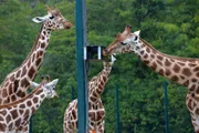 Die neue Spielkiste mit Himbeerlaub für die Giraffen im Tierpark Berlin.