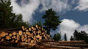 Log pile in front of the woods as seen on episode one of American Loggers.