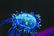 In den meisten Fällen ist Fluoreszenz für das menschliche Auge unsichtbar. Doch dank entsprechender Technik zeigt sich, dass bestimmte Lebewesen leuchten, sobald sie blauer oder ultravioletter Strahlung ausgesetzt sind.