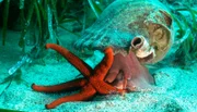 Der zweite Teil der Reise beginnt in der ionischen See, zwischen Italien und Griechenland. Hier hofft das Team auf Pottwale zu treffen. Doch weil nur 400 Tiere im Mittelmeer überlebt haben, gestaltet sich die Suche schwierig. Denn niemand weiß, wann und wohin die bis zu 18 Meter langen Giganten wandern. Leichter ist es noch mit der unechten Karettschildkröte. Es gelingt der "Expedition Mittelmeer", Weibchen bei der Eiablage zu beobachten. Doch muss das Team auch mit ansehen, wie der Massentourismus deren Lebensraum immer weiter zerstört. Die Brutzeit der Schildkröten und die Hauptsaison des Tourismus fallen fatalerweise genau zusammen.  Das Tritonshorn frisst Seesterne.