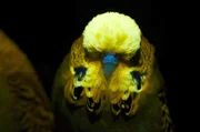 Wellensittiche nutzen Fluoreszenz, um für das andere Geschlecht attraktiver zu erscheinen. Wenn sie sich betrachten, zeigen sie einander ihre fluoreszierende Schädeldecke.