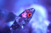Unter Wasser reflektieren bestimmte Fische wie der Spitzkopf-Schleimfisch das verbleibende Sonnenlicht und lassen ihre Augen scharlachrot aufleuchten.