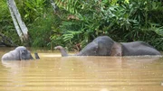 "Spionage-Elefant" mit Borneo-Zwergelefant, Borneo, Malaysia.
