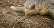 "Spionage-Schildkröte" und eine Oliv-Bastardschildkröte, Costa Rica.