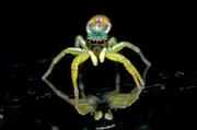Die Intensität des Leuchtens signalisiert, dass die Spinne auf dem Höhepunkt ihrer Fruchtbarkeit und wahrscheinlich gut genährt ist.
