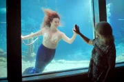 Im Weeki Wachee Springs State Park erwecken Meerjungfrauen mit ihrer legendären Show eine jahrzehntealte Tradition zum Leben und entführen die Besucher in eine zauberhafte Unterwasserwelt.