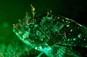 Der Drachenkopf nutzt Fluoreszenz zur Tarnung. Er scheint mit seiner Umgebung zu verschmelzen, sodass er seinen Opfern unbemerkt auflauern kann.