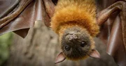 "Spionage - Megabat", Northern Territories, Australien.