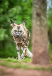Afrikanischer Wildhund.