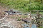 In der Trockenzeit bleiben den Alligatoren nur noch wenige der sonst überschwemmten Gebiete. Wasserlöcher wie dieses in der Kissimmee-Prärie sind daher begehrte Versammlungsorte.
