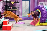 Raphael Knop mit seinem Nova Scotia Duck Tolling Retriever Taru in Runde 1. +++ Die Verwendung des sendungsbezogenen Materials ist nur mit dem Hinweis und Verlinkung auf RTL+ gestattet.