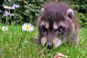 „Wo bin ich hier gelandet?“ scheint sich das junge Waschbärenmädchen zu fragen. Es irrt über eine Wiese - eigentlich sollte es noch bei seiner Mutter in der Baumhöhle sein.
