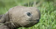 "Spionage Riesenschildkröte", Galapagosinseln - Ecuador.