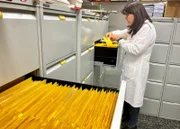 Gesundheitsdaten von über 21.000 Probanden werden an der Universität Pamplona (Spanien) gesammelt. Ergebnis der Forschung: Wer oft hochverarbeitete Conveniencegerichte isst, hat ein höheres Risiko zu erkranken und früher zu sterben.