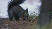 Die Eichhörnchen vergraben ihre Vorräte für den kommenden Winter.