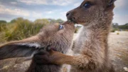 Junge Känguruhs schnüffeln aneinander, Australien.