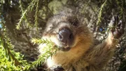 Quokka, Rottnest Island -Australien.