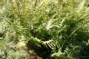 Farne gehören zu den ältesten Pflanzen unserer Erde. Vor etwa 360 Millionen Jahren, im Zeitalter des Karbon, wuchsen sie als riesige Baumfarne, heute findet man sie als kleinere Version im Wald.