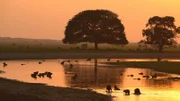 In den Gewässern der Llanos drängen sich in der Trockenzeit bis zu hundert Capybara Wasserschweine um eine der wenigen Wasserstellen.