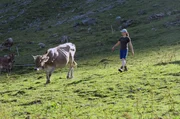 Andrea Herger treibt die Kühe zum Melken zusammen.