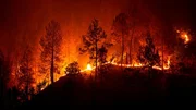 Die Zahl der Waldbrände steigt dramatisch.